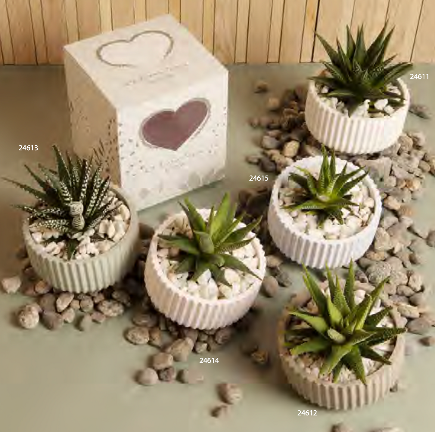 piantina con ciotola rotonda claraluna