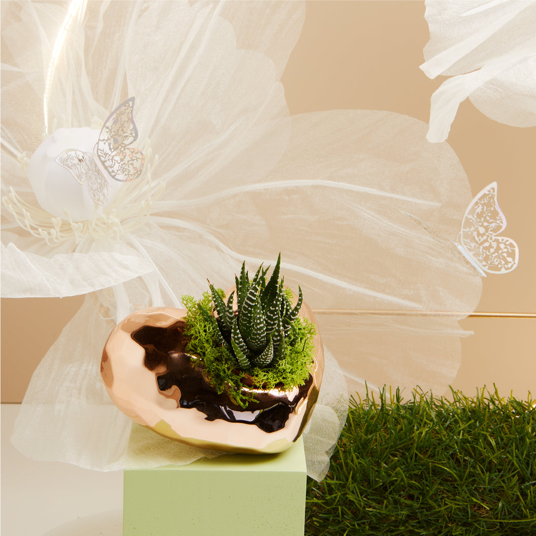 Vaso con piantina e muschio