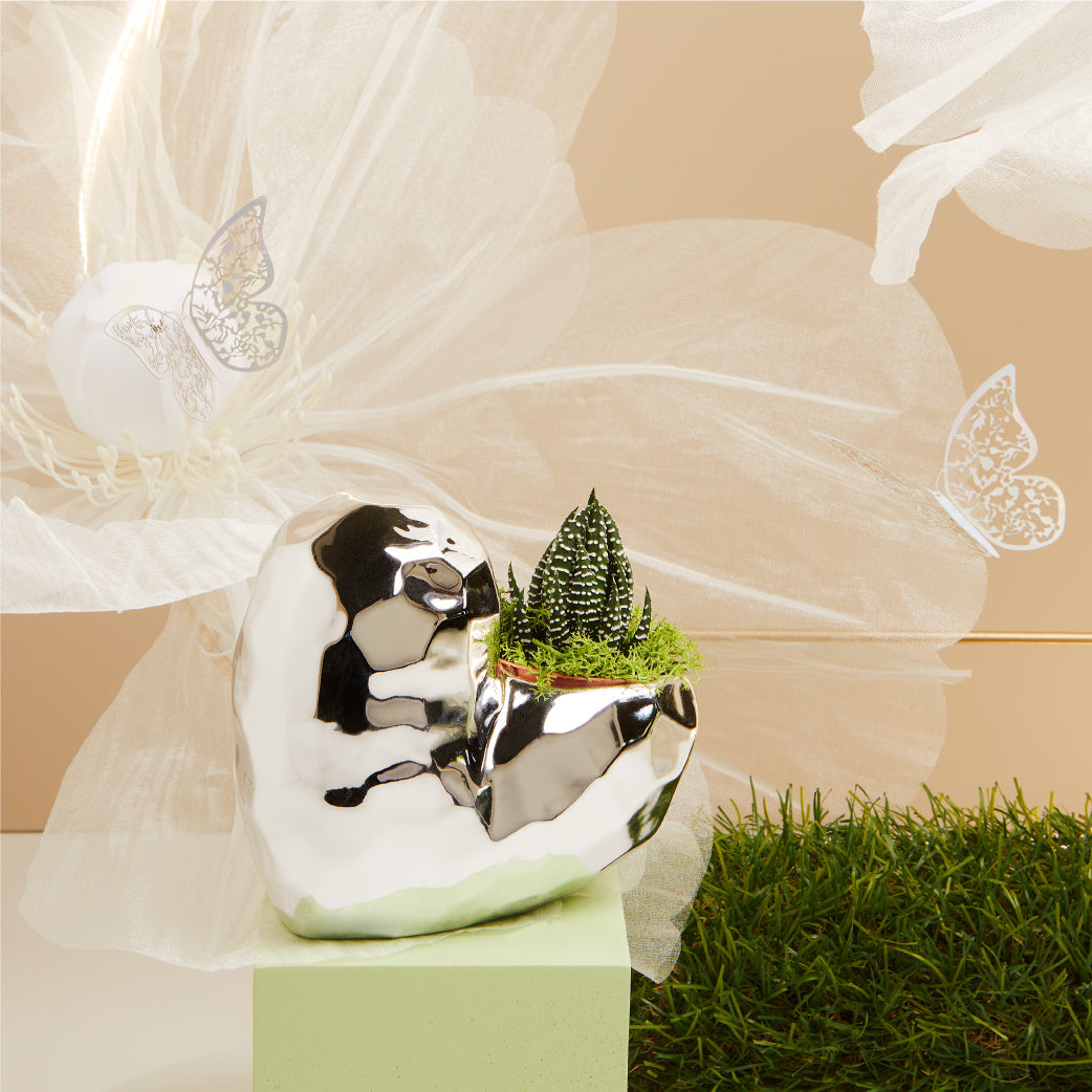 Vaso con piantina e muschi