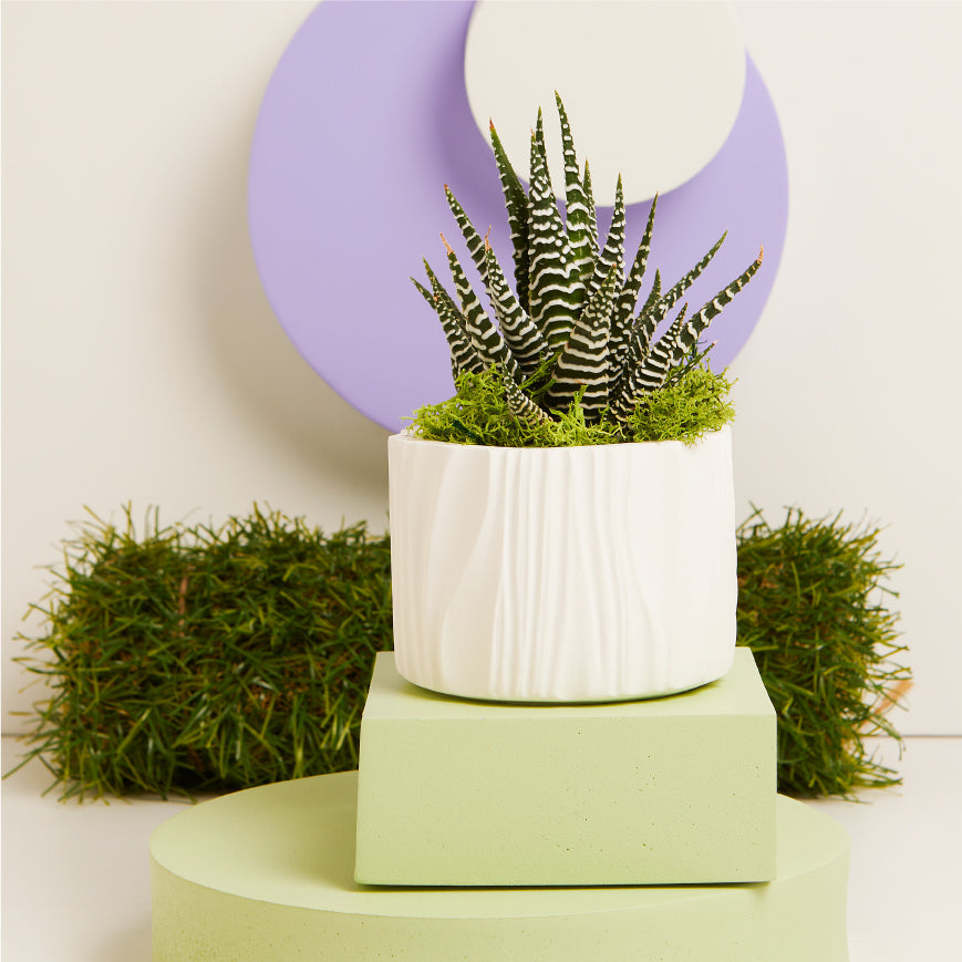 Vasetto con piantina e muschio