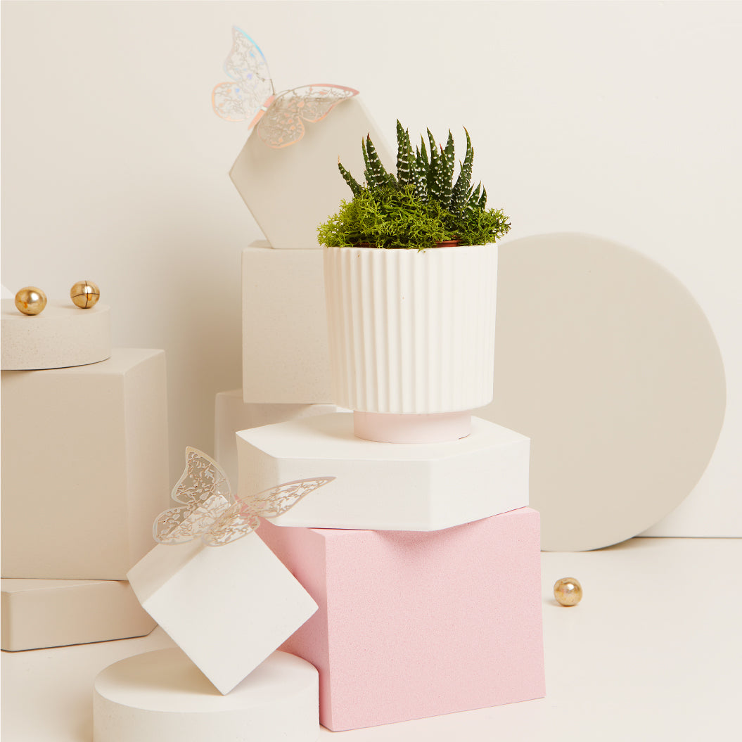 Vasetto con piantina e muschio con base rosa