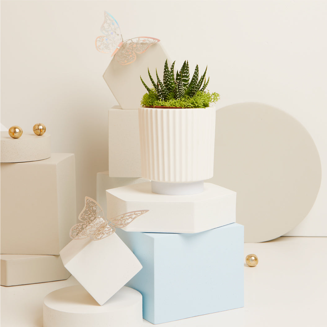 Vasetto con piantina e muschio base azzurra