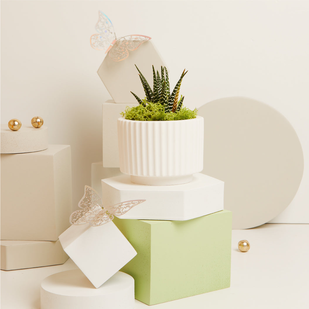 Vasetto con piantino e muschio