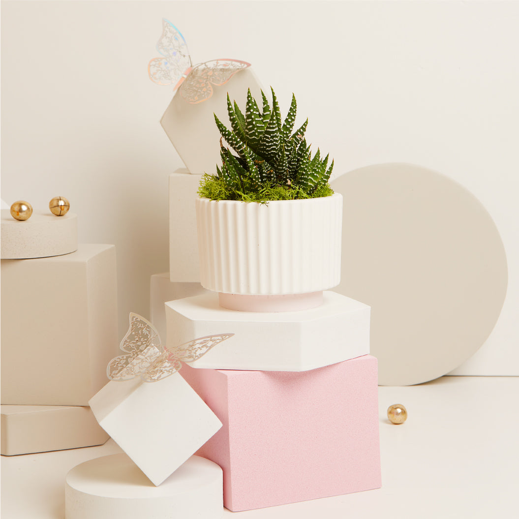 Vasetto con piantina e muschio base rosa