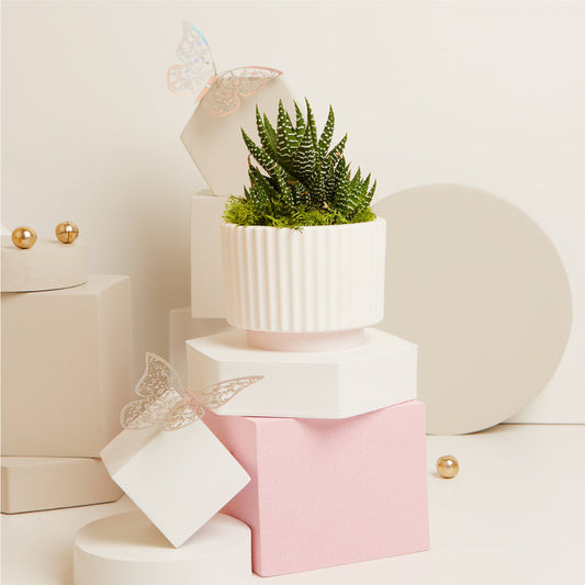 VASETTO CON PIANTINA Ø 6.5 CM E MUSCHIO BASE ROSA
Ø 9.4X6.7 CM