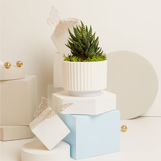 VASETTO CON PIANTINA Ø 6.5 CM E MUSCHIO BASE AZZURRA
Ø 9.4X6.7 CM