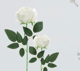 Rose "Baccarat" in velluto bianco